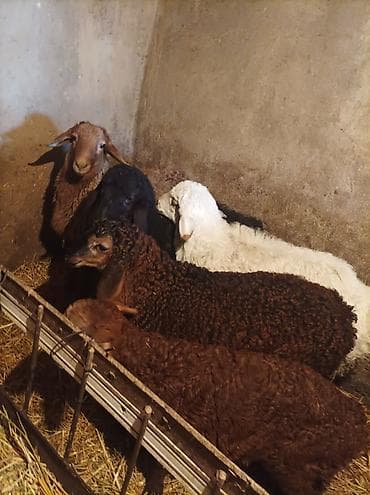 куры карлики: Продаю | Овца (самка) | Гиссарская, Арашан, Романовская | Для разведения | Племенные — 8