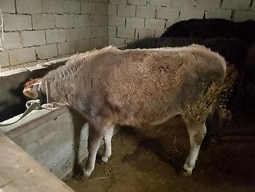 пародистые коровы: Продаю | Бык (самец) | На откорм | Привязанные — 1