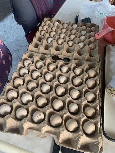 заказ рыбы: Кекилик яйца в лотках (каменные куропатка) - Натуральные перепелиные — 3