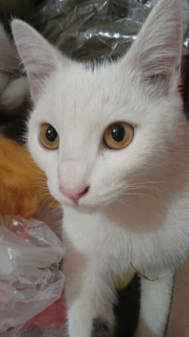 Кемирүүчүлөр: Мышык бекер берилет: Породасыз, 5 айлык, Эркек, Лотокко барууга үйрөтүлгөн, Курттардан тазаланган — 1