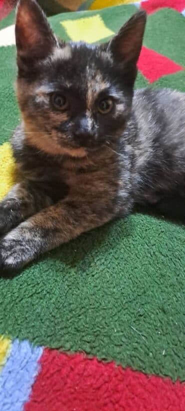 шотландские вислоухие котята в бишкеке: Котята — домашние любимцы Описание: - Милые котята с короткой — 2