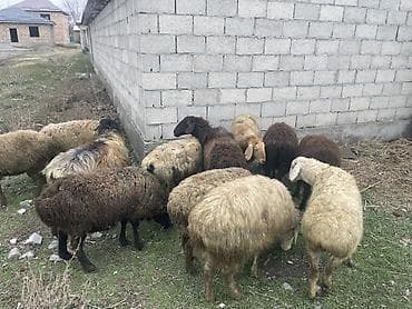 Продаю | Овца (самка) | Для разведения | Матка — 5