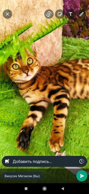 бенгальский леопардовый кот: Друзья !! в проф питомнике Бен Гла Мур новые детки .Бенгальские котята — 2