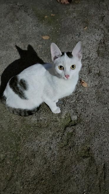 3 айлык, Эркек