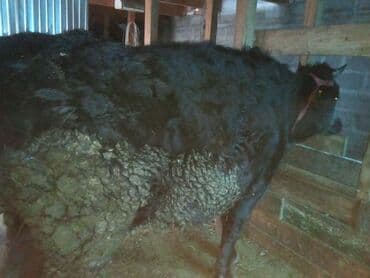 с связи с переездом: Сатам | Уй (ургаачы), Кунаажын, Музоо | Сүт алуу үчүн | Байланган — 2