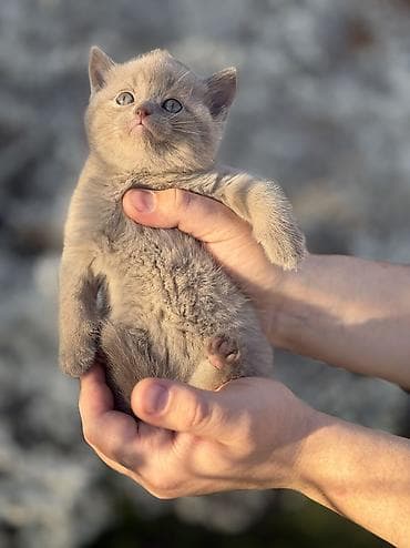 кошка шотландская вислоухая цена: Скотиш Страйт (Шотландская прямоухая), 1 месяц, Девочка, Приучена к лотку, Проглистована — 6