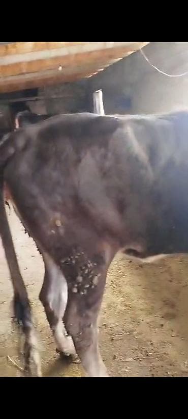 продаю дойную корову: Продаю | Тёлка | Для молока | Привязанные — 3