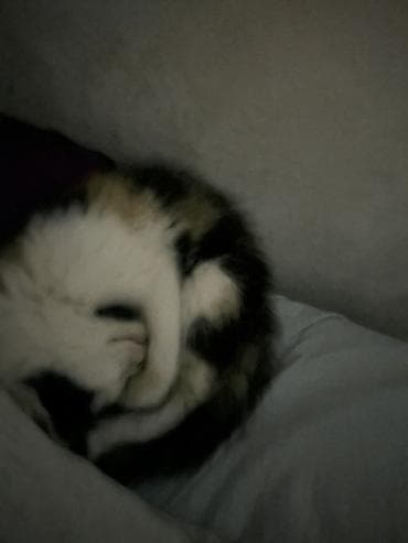 1 мальчик 2 котенка оригинал: 1 месяц, Девочка, Приучена к лотку — 3