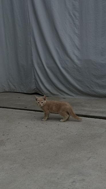 мыши: Котята рыжего и кремового окраса - Порода: домашние короткошерстные — 3