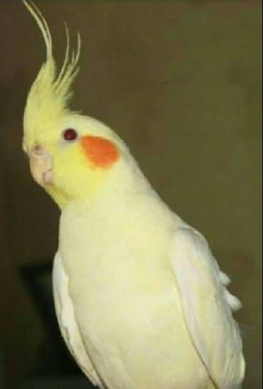 домик для волнистых попугаев: Попугаи разных видов Волнистые Каркллы Неразлучники Ожиреловые — 9