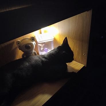 сиамский кот: 2 года, Мальчик, Приучена к лотку, Проглистована — 4