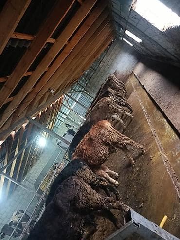 Продам с/х животных: Продаю | Бык (самец) | На откорм | Привязанные — 9