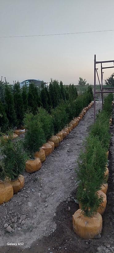 Саженцы деревьев: Туи at lalafo.kg Саженцы деревьев: Туи