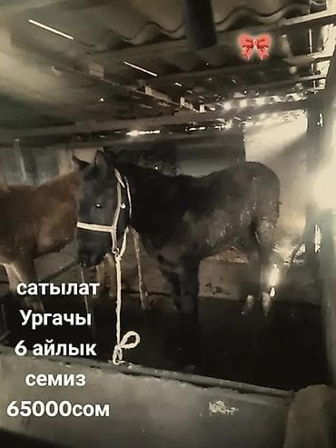 сколько стоит жеребенок в кыргызстане: Продаю | Жеребенок | Для разведения — 2