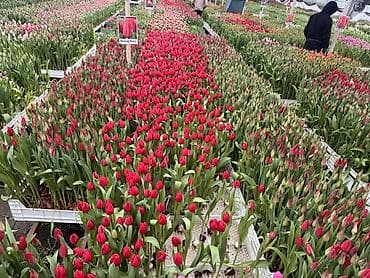 уголь токмок: Тюльпаны тюльпан больше 10ти видов из теплицы длиной 50см до 65см — 1