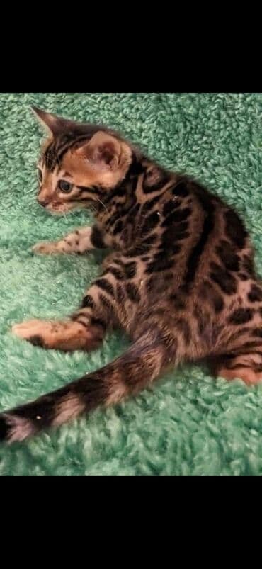 сколько стоит котенок британской золотой шиншиллы: Друзья. !!!.в питомнике Бен Гла Мур. долгожданные новые детки — 8