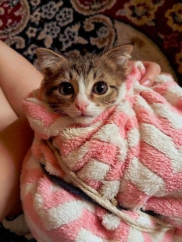 собака бишкек: Отдаю котенка даром — 1