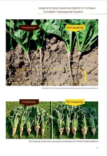 порошок из дождевых червей купить: Семена овощей: Свекла, Самовывоз, Бесплатная доставка, Платная доставка — 10