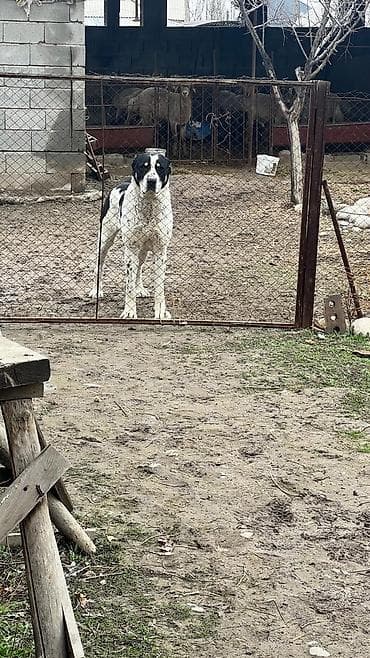 лайка сабака: Алабай, 3 года, Самец — 1