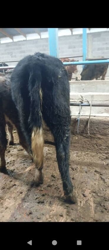 корова молоко: Продаю | Корова (самка), Тёлка, Музоо, торпок | Швицкая, Абердин-ангус | На откорм, На забой, Для разведения — 5