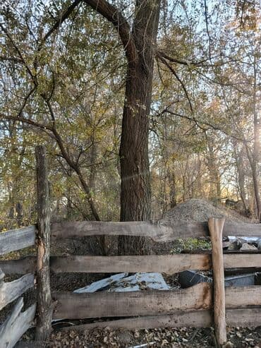 бу спальный гарнитур бишкек цены: Продам взрослое плодовое дерево (орех/грецкий орех) — 4