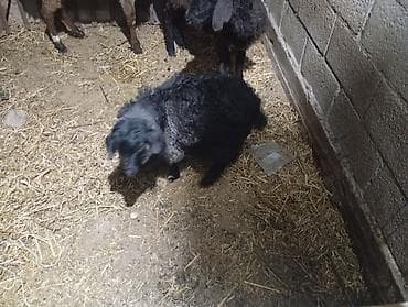 ягнята кочкоры: Продаю | Овца (самка) | Для разведения — 4
