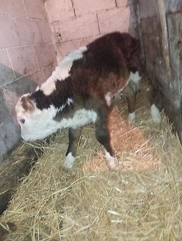 рассрочка уй: Продаю | Музоо, торпок | На откорм | Искусственник — 3