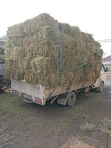 ечки улактар: Клевер аралаш чоп доставка есть — 1