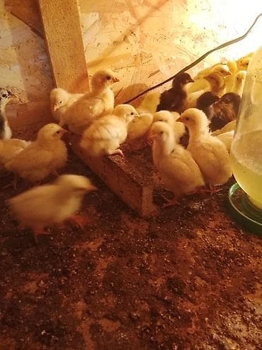 кролики оптом: Продаю | Цыплята | Бройлерная | На забой — 2