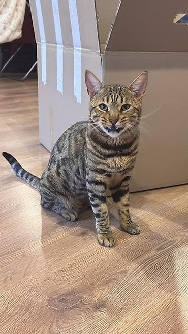 игрушка для котят: Кошка даром: Бенгальская, 2 года, Мальчик — 1