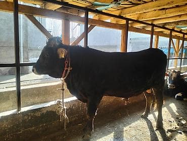 кавказская собака: Продаю | Бык (самец) | На откорм | Племенные — 2