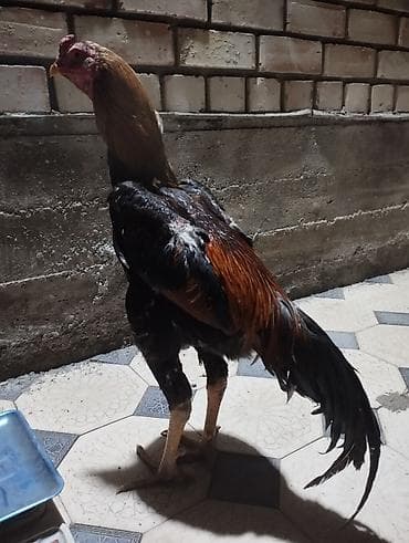 куры сибрайт: Продаю | Петух | Бойцовая | Для боев — 1