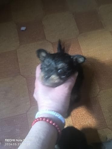 подарки для мальчиков: Собака даром: 1 месяц, Самка — 2