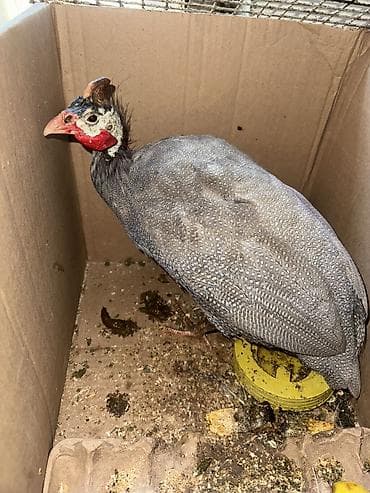 Үй жаныбарлары үчүн товарлар: Продаю цезарок — 2