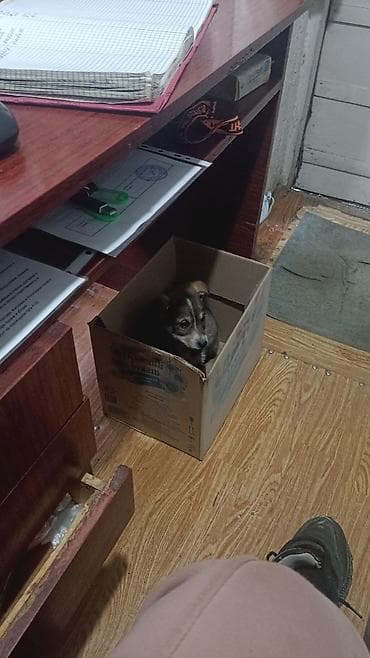 куплю собаку лабрадор: Собака даром: Дворняжка, 2 месяца, Самка — 1