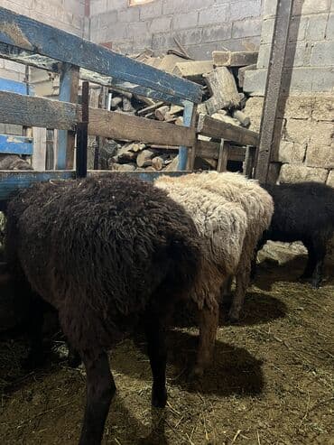 Үй жаныбарлары: Сатам | Козу, Ургаачы кой (ургаачы), Кочкор (эркек) — 6