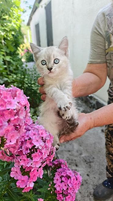 кошка породистые: Продаю котят мать и отец шотландцы — 2
