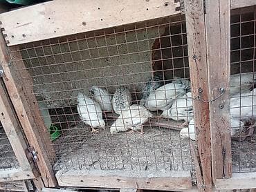 колбасный цех кара балта: Продаю | Цыплята | Полубрама, Домашняя, Леггорн | На забой — 2