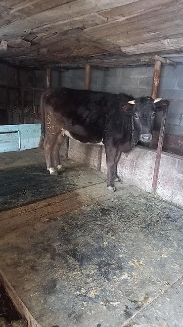 Иттер: Сатам | Уй (ургаачы) — 1