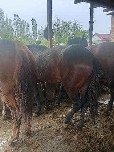 Животные: Продаю | Кобыла (самка) | На забой — 2