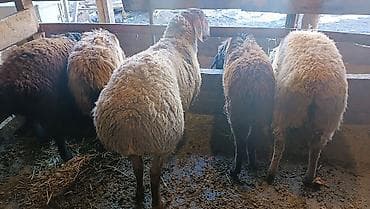 ат байтал: Продаю | Ягненок | Меринос | Для разведения | Ярка — 3