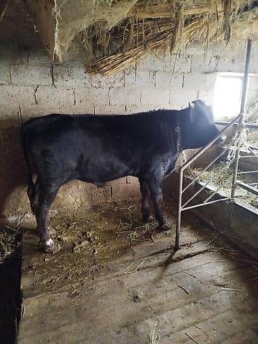 продаю бычка: Продаю | Бык (самец) | На откорм | Племенные — 2