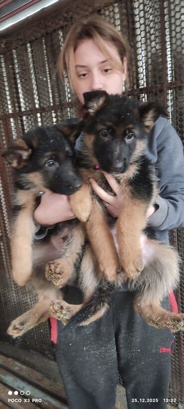 животные на р: Продаются очеровательные чистокровные щенки немецкой овчарки родились — 4