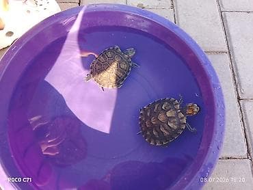 Водные черепахи Trachemys scripta elegans (красноухие) - Вид
