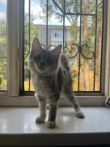 scottish fold: Милая и красивая кошечка ищет заботливый дом! ​Пол: Девочка ​Порода — 1