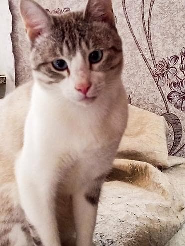 котят: 1 год, Мальчик — 2