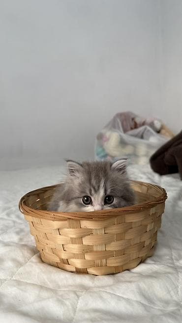 продам котят шотландских: Продаются пушистые шотландские котята, длинношерстные, окрасы: серый — 2