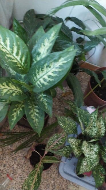 декорации для аквариума: Фикус, бугенвелии, аглаонемы, калатеи, Сансивьера, диффенбахия — 2