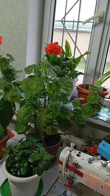 Комнатные растения в горшках - Толстянка (денежное дерево) —