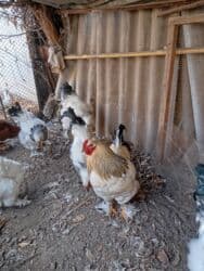 сколько стоит бульдог: Петухи брама 5 месячные в Канте,крупные на племя — 10